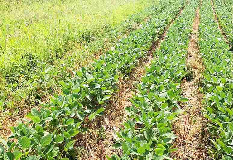 Climate change: Rising temperatures will affect agric, livestock production – Expert