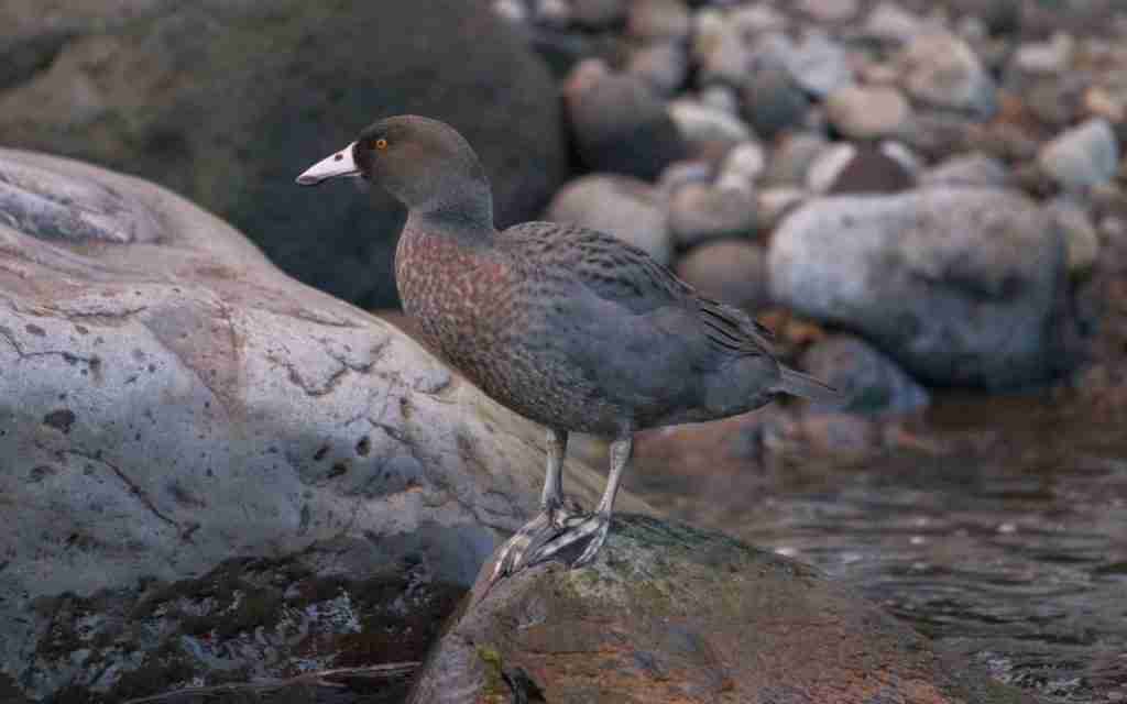 Climate change a growing factor in dismal fate of many bird species - expert