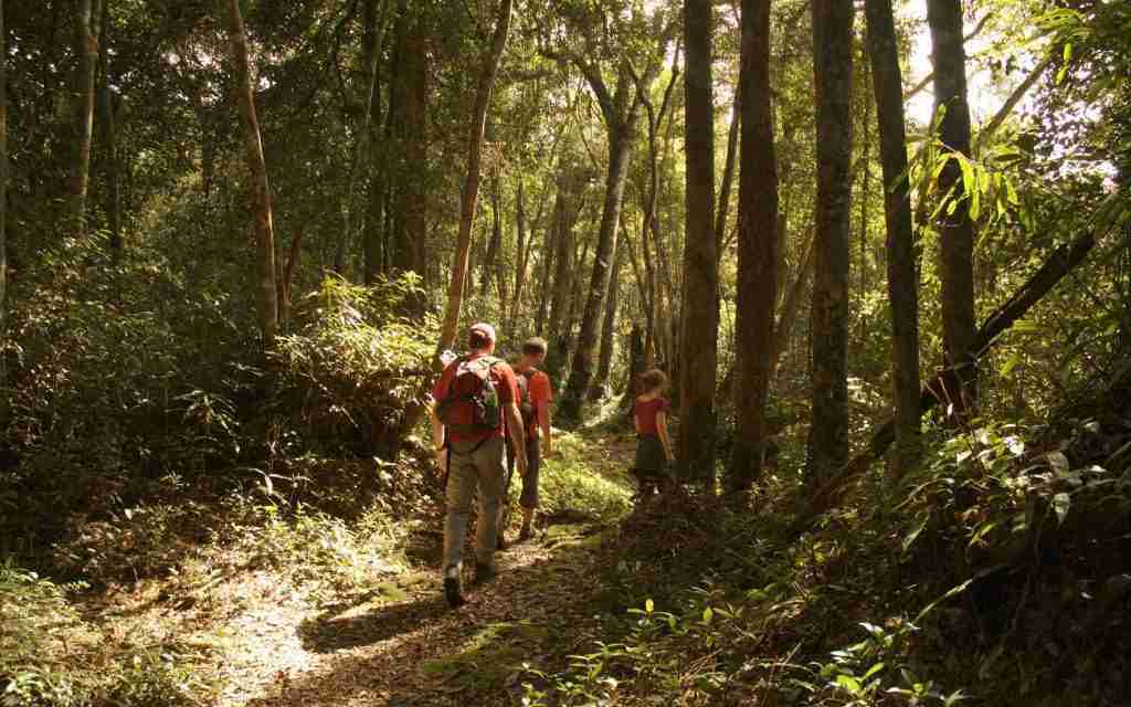 A mission to conserve forest canopies