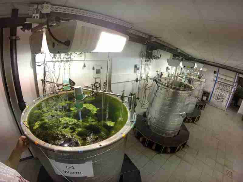 Submerged plants reduce greenhouse gas emissions from shallow lakes and ditches