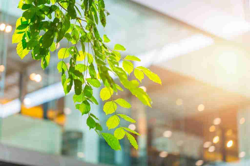 Sustainable buildings enjoy ‘green premium’ of up to 25%, study says