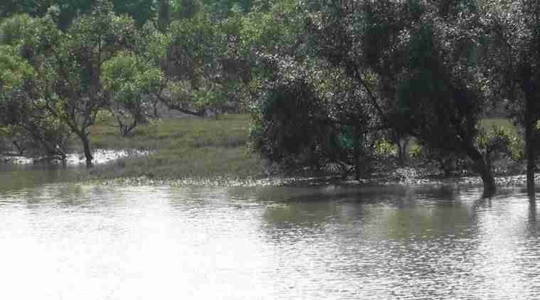 Mangroves best option to fight climate change consequences: India