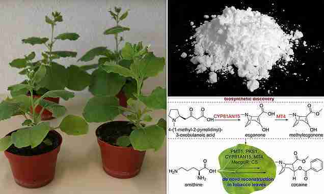 The farm of the future? Scientists develop a smartwatch for COWS that can monitor their health, reproductivity and location