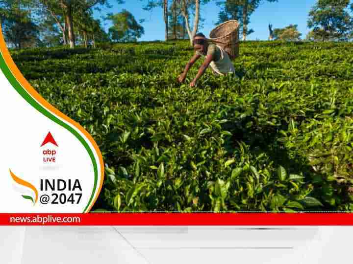 Climate Change Is Affecting Tea Farming In India And How Carbon Credit Markets Can Be A Solution
