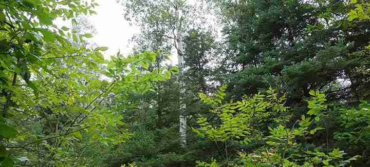 Study: Climate change affects boreal forest trees