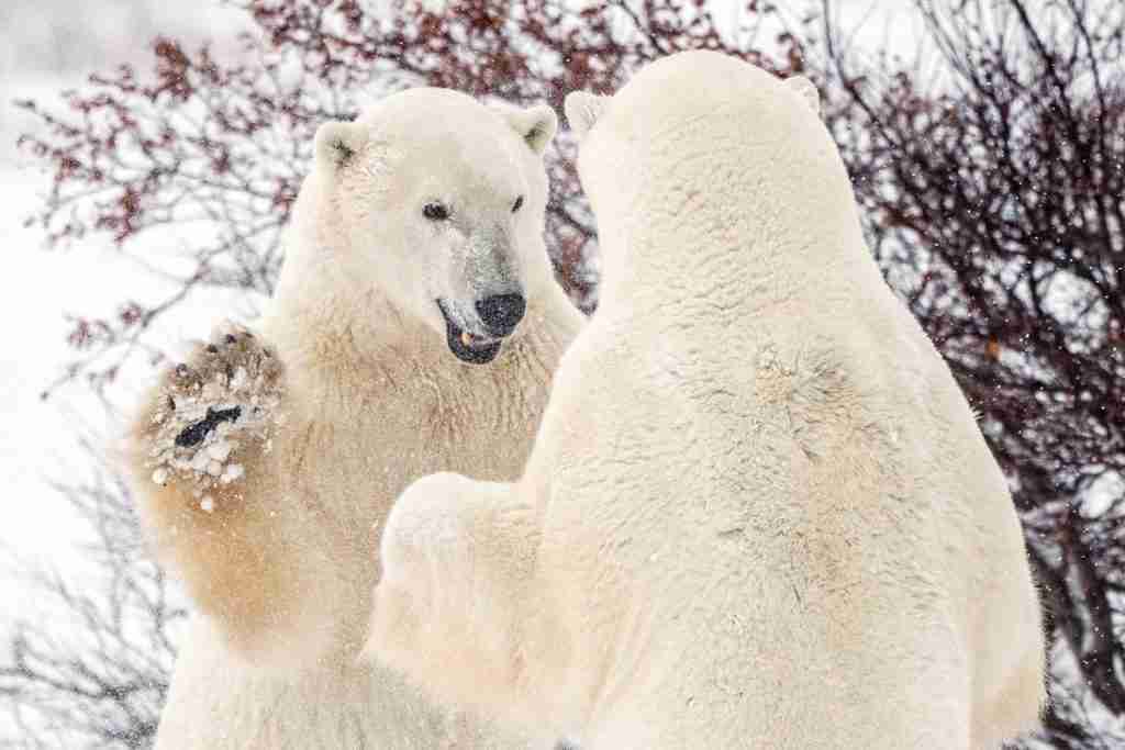 Canada's Hudson Bay polar bear population plummets as climate change warms Arctic