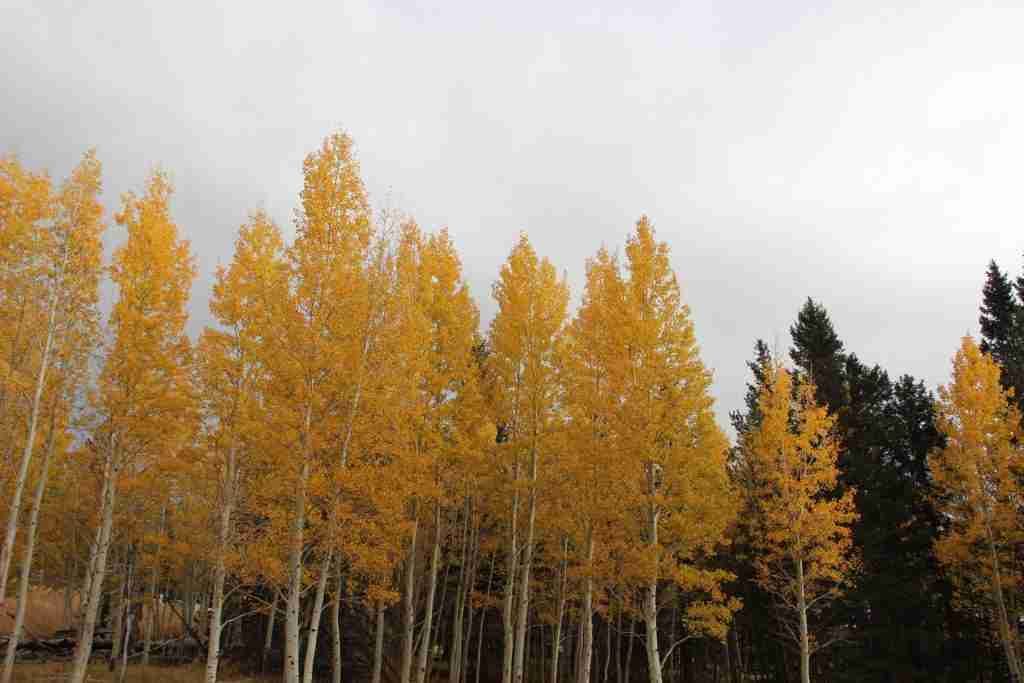 Here’s how climate change and drought are muting bright fall foliage colors