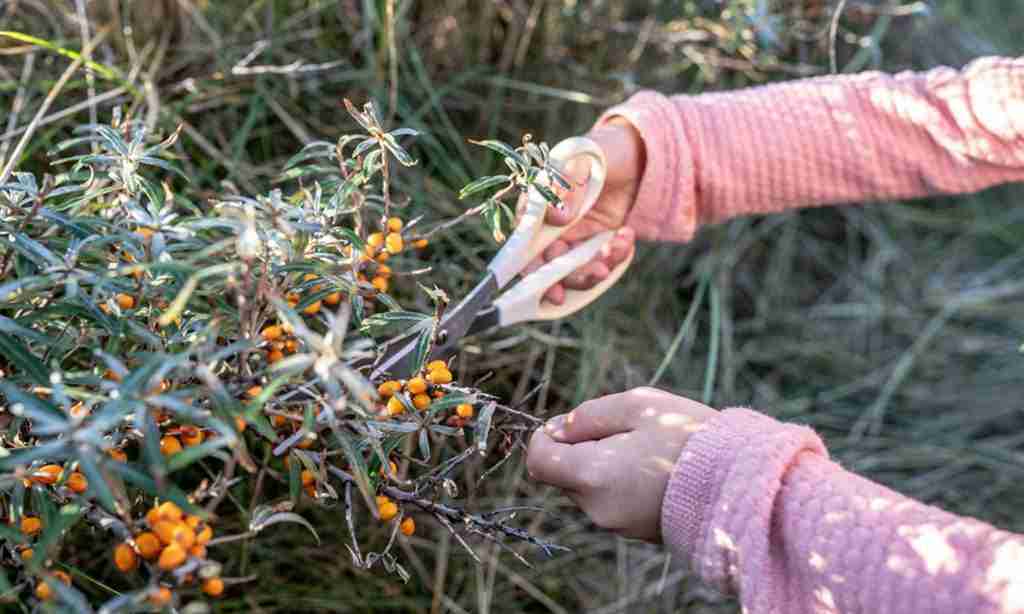 What Does Sea Buckthorn Oil Do For The Skin? 7 Benefits + How To Use It