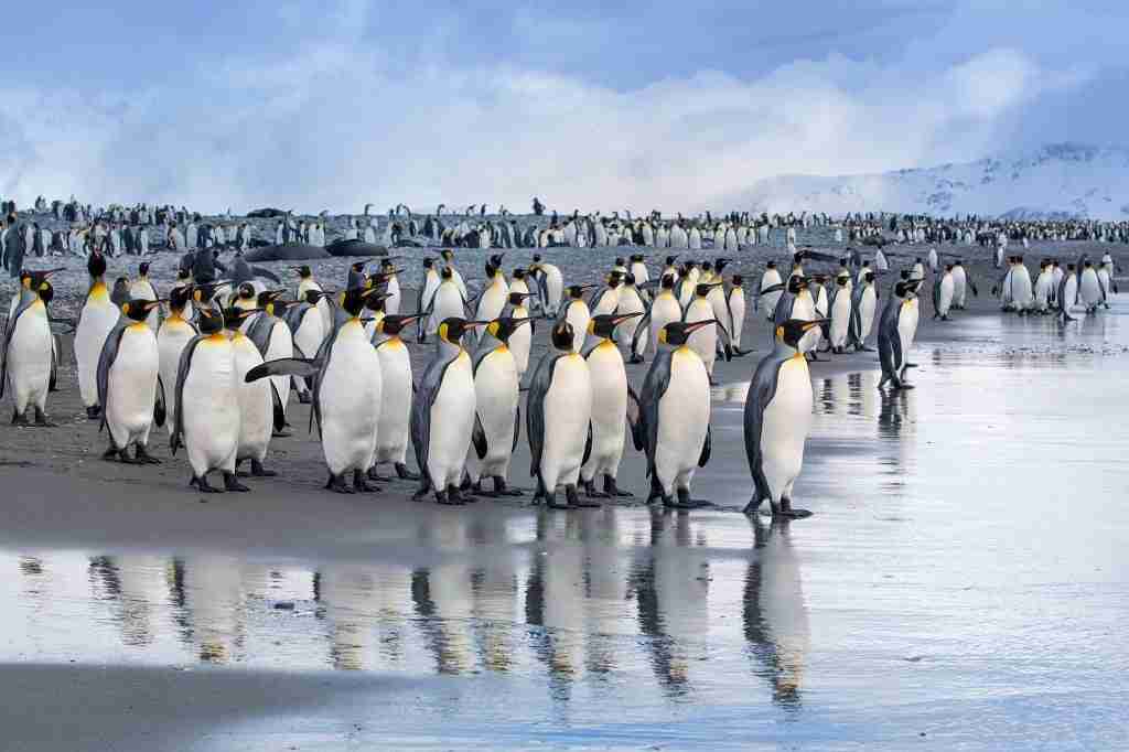 They survived the hunters, now king penguins face climate change
