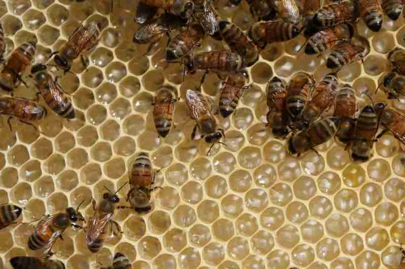 Parasites, pesticides, climate change linked to loss of honey bee colonies