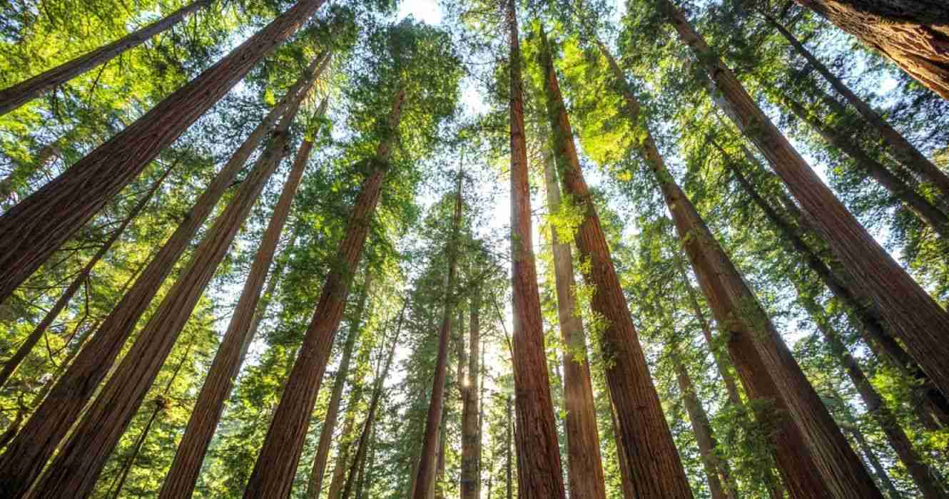 See California's Beautiful Redwoods At Night On This Railbike Tour