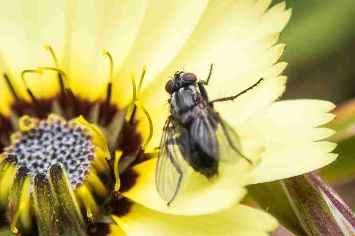 Flies are taking over thanks to climate change — while moths and other pollinators disappear