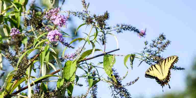New year, new gardener? 9 top tips for eco-friendly gardening
