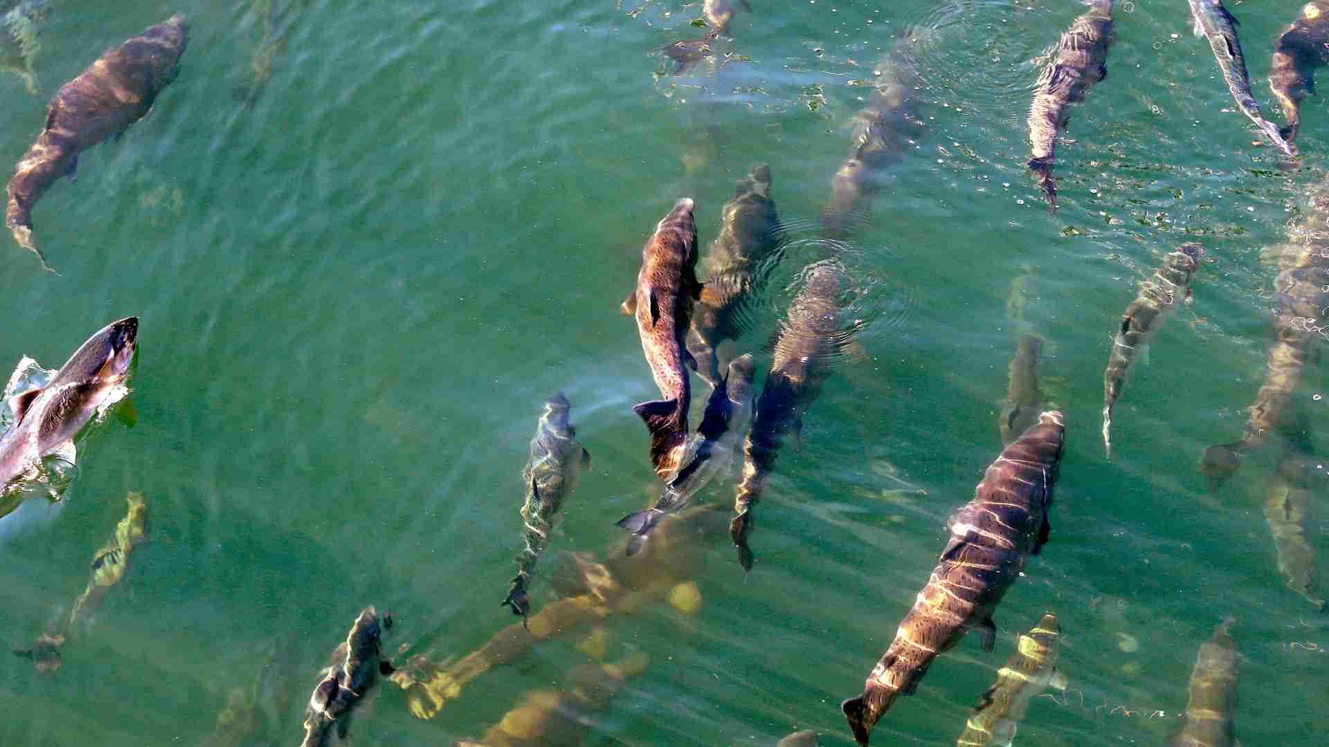 Washington's salmon population struggling against climate change