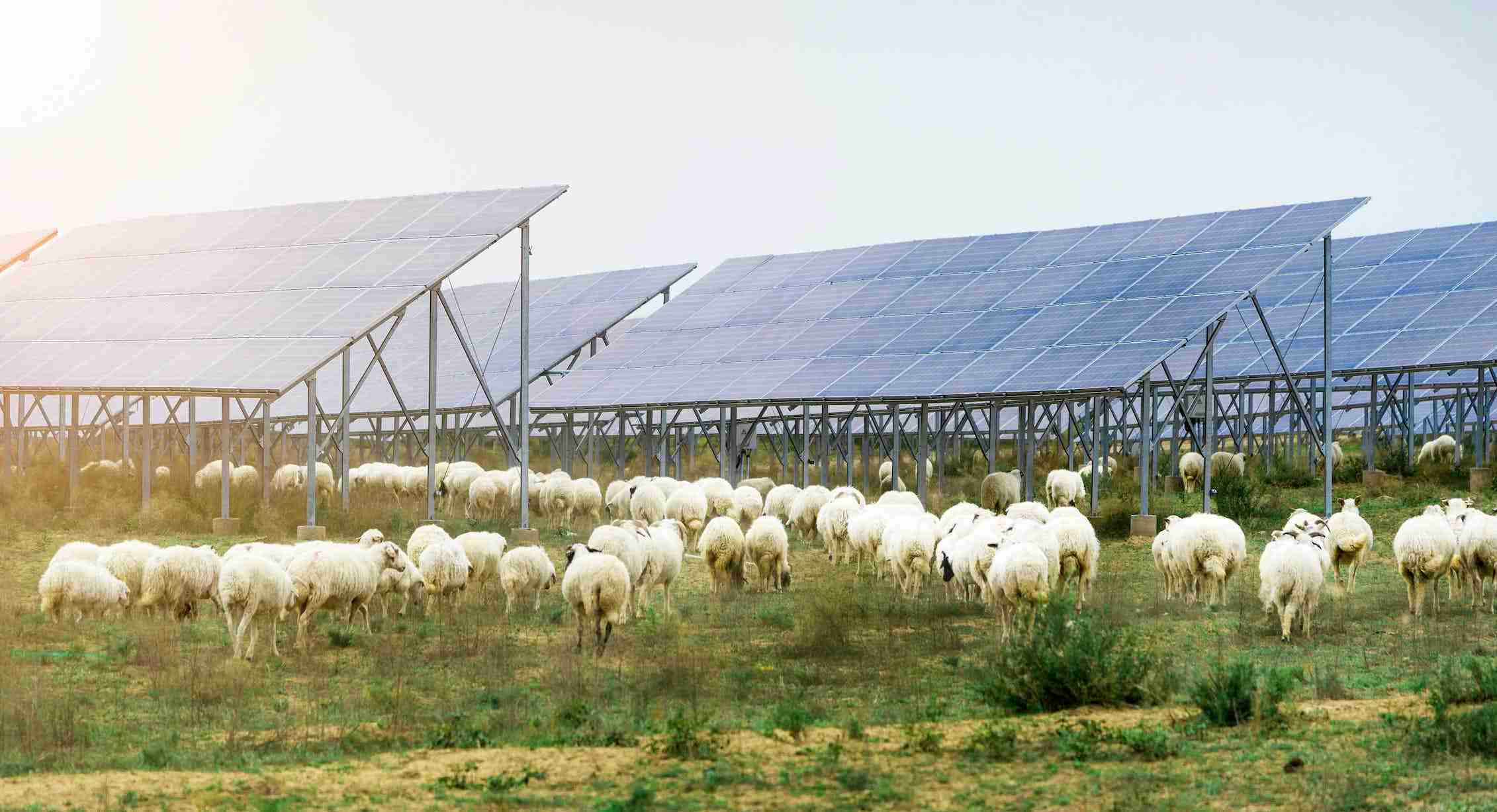 Win-win: how solar farms can double as havens for our wildlife