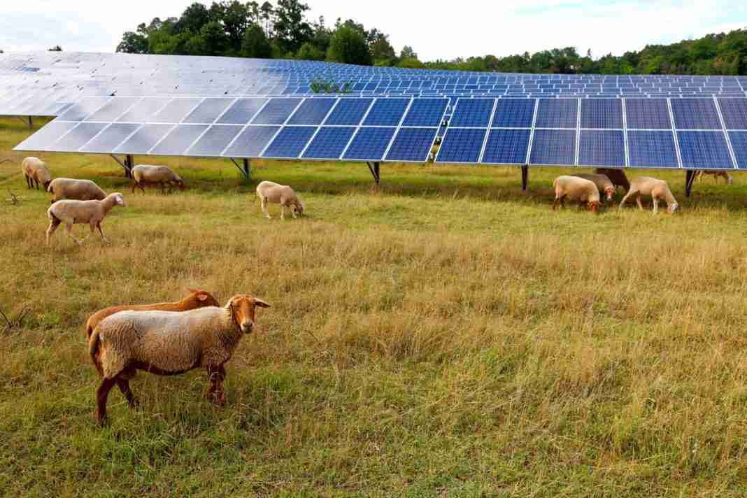 Solar panels on agricultural land are suitable for wildlife habitat, says research 1 Solar panels on agricultural land are suitable for wildlife habitat, says research