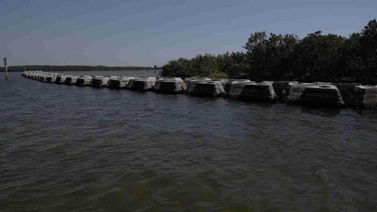 How a 'living shoreline' could be key to fighting climate change
