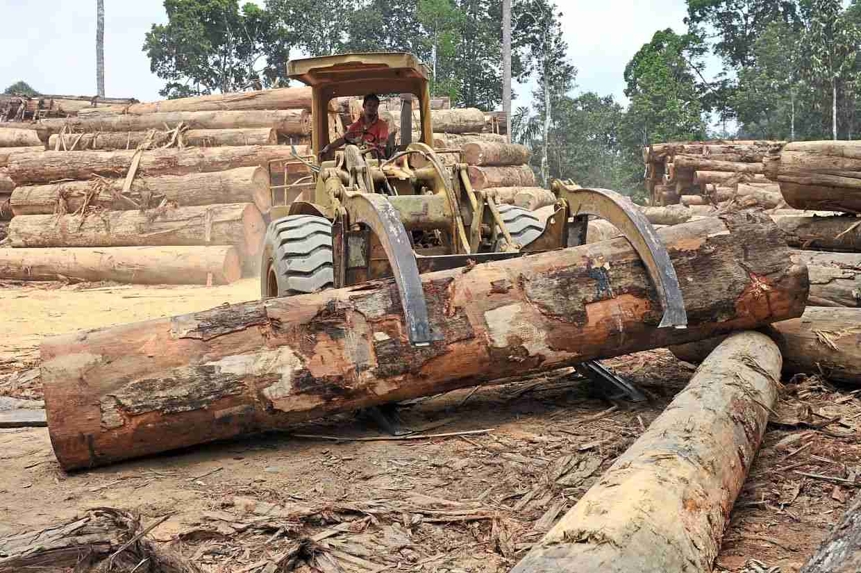 Improving timber certification on ESG