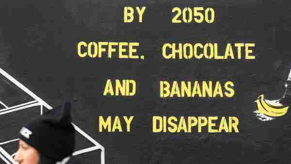 Coffee-growing regions impacted by climate change for at least the past 40 years