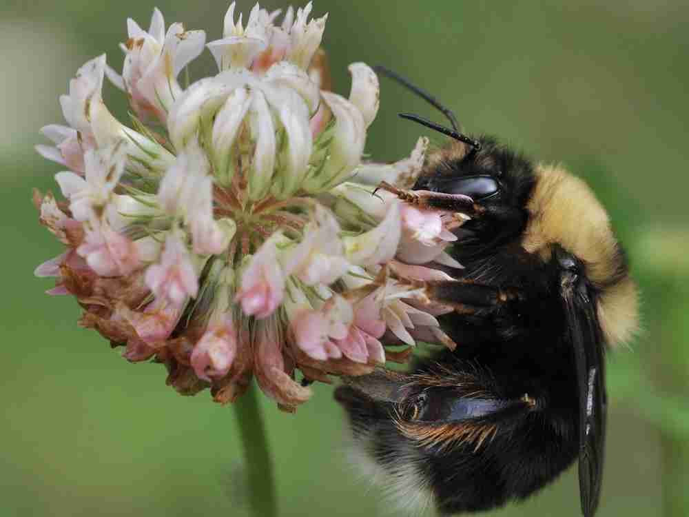 Climate Change Is Decimating Our Once Common Bumble Bee