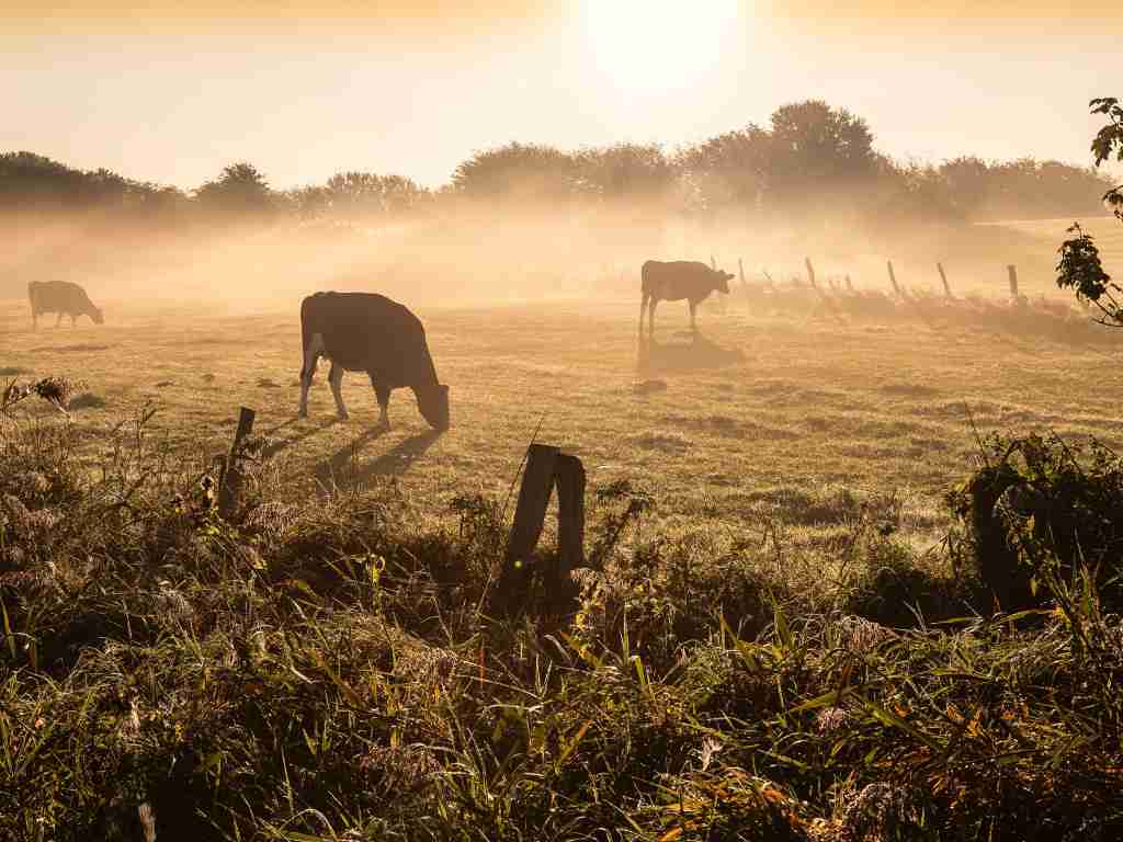 Climate Change Is Coming for Big Meat in a Big Way, New FAIRR Report Finds