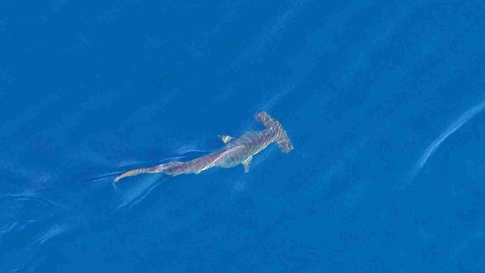 Biden releases nation's first Ocean Climate Action Plan to help combat climate crisis