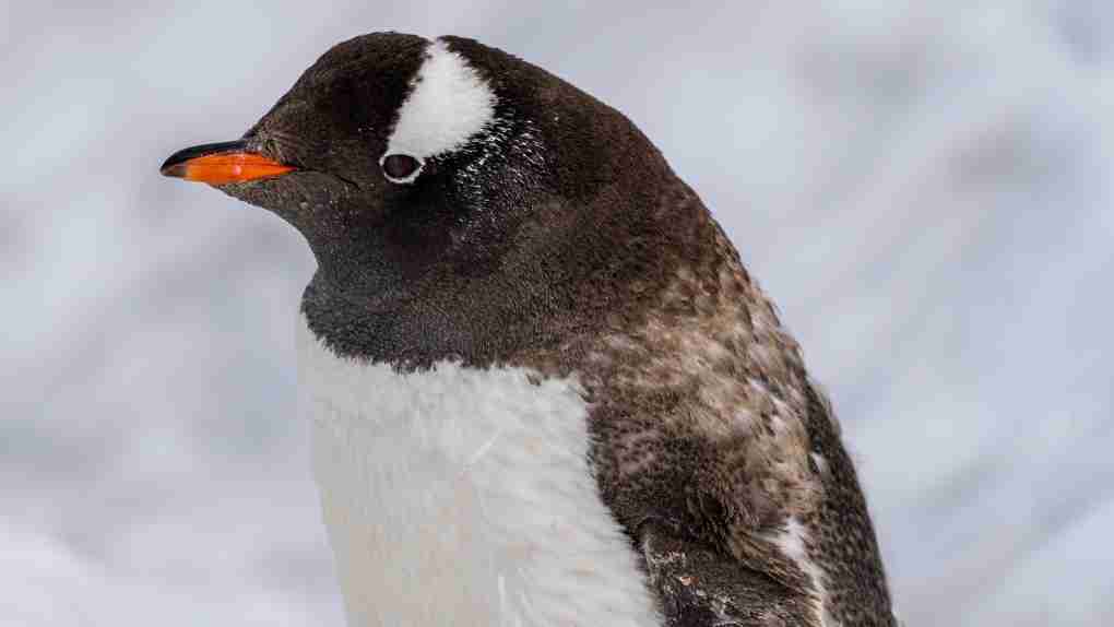 As Antarctica's penguins struggle with record low sea ice, one species is adapting -- and it offers lessons to us all