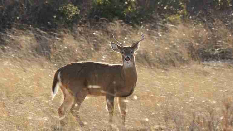 Deer in LI backyards are a warning about climate change