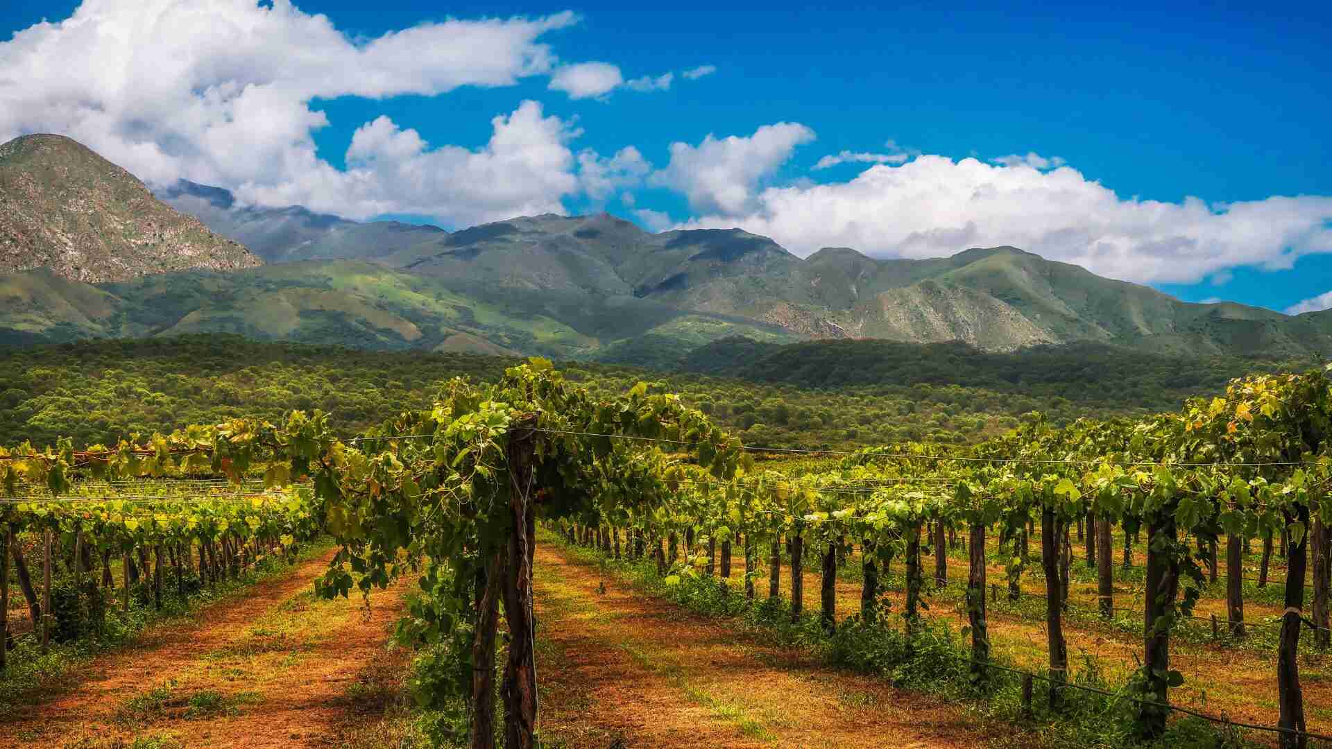 Climate change forces winemakers to turn to ancient grapes