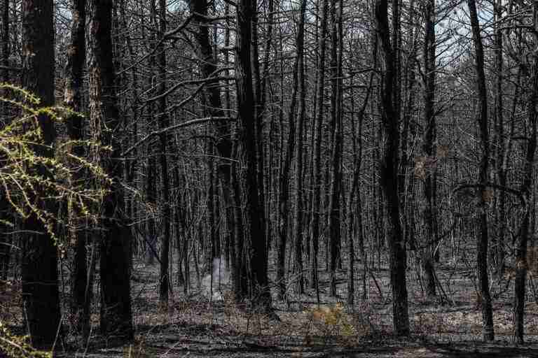 A changing climate is contributing to longer wildfire seasons in New Jersey, experts say