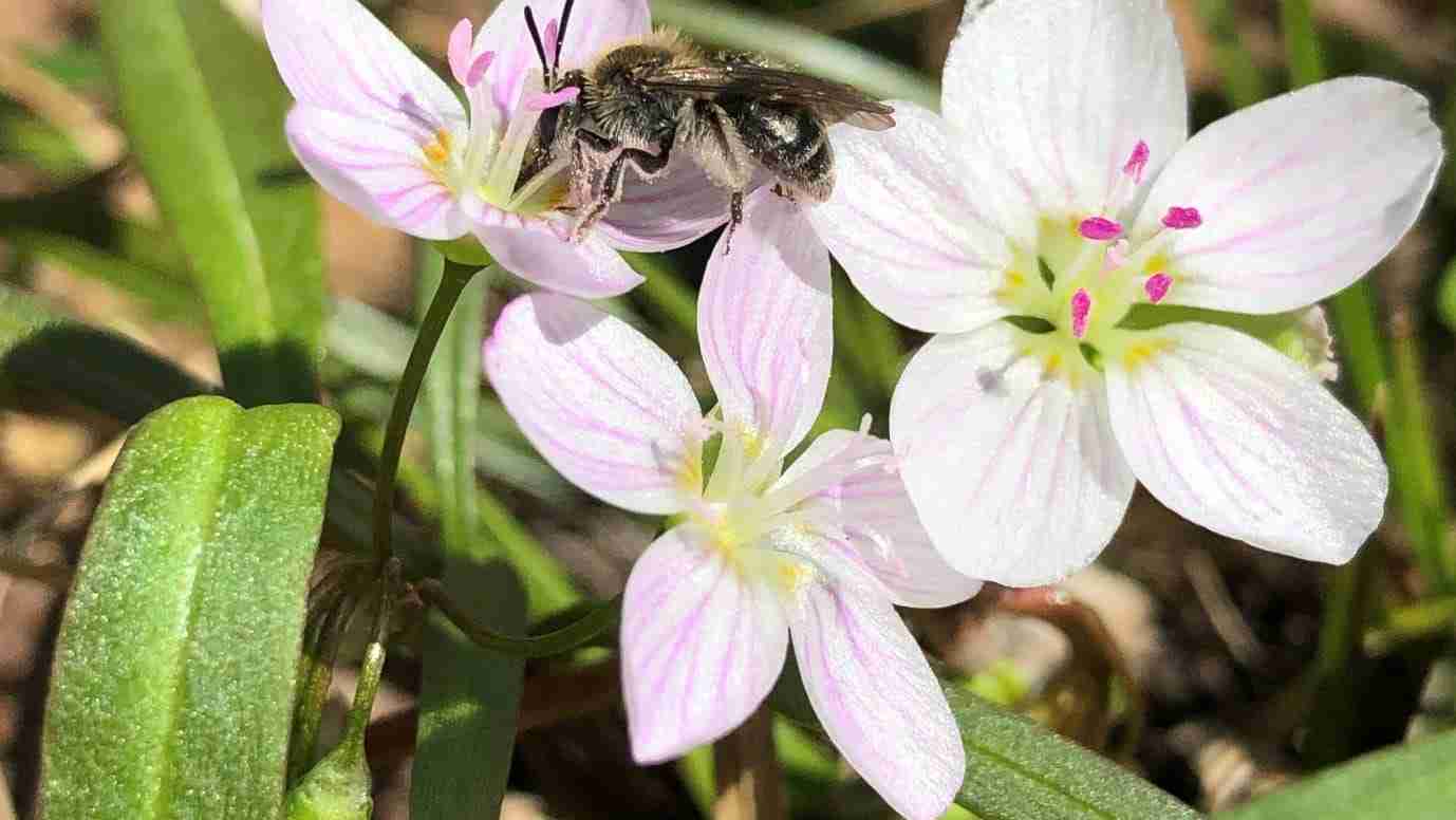 Plant garden to help insects fight effects of climate change, lost habitat