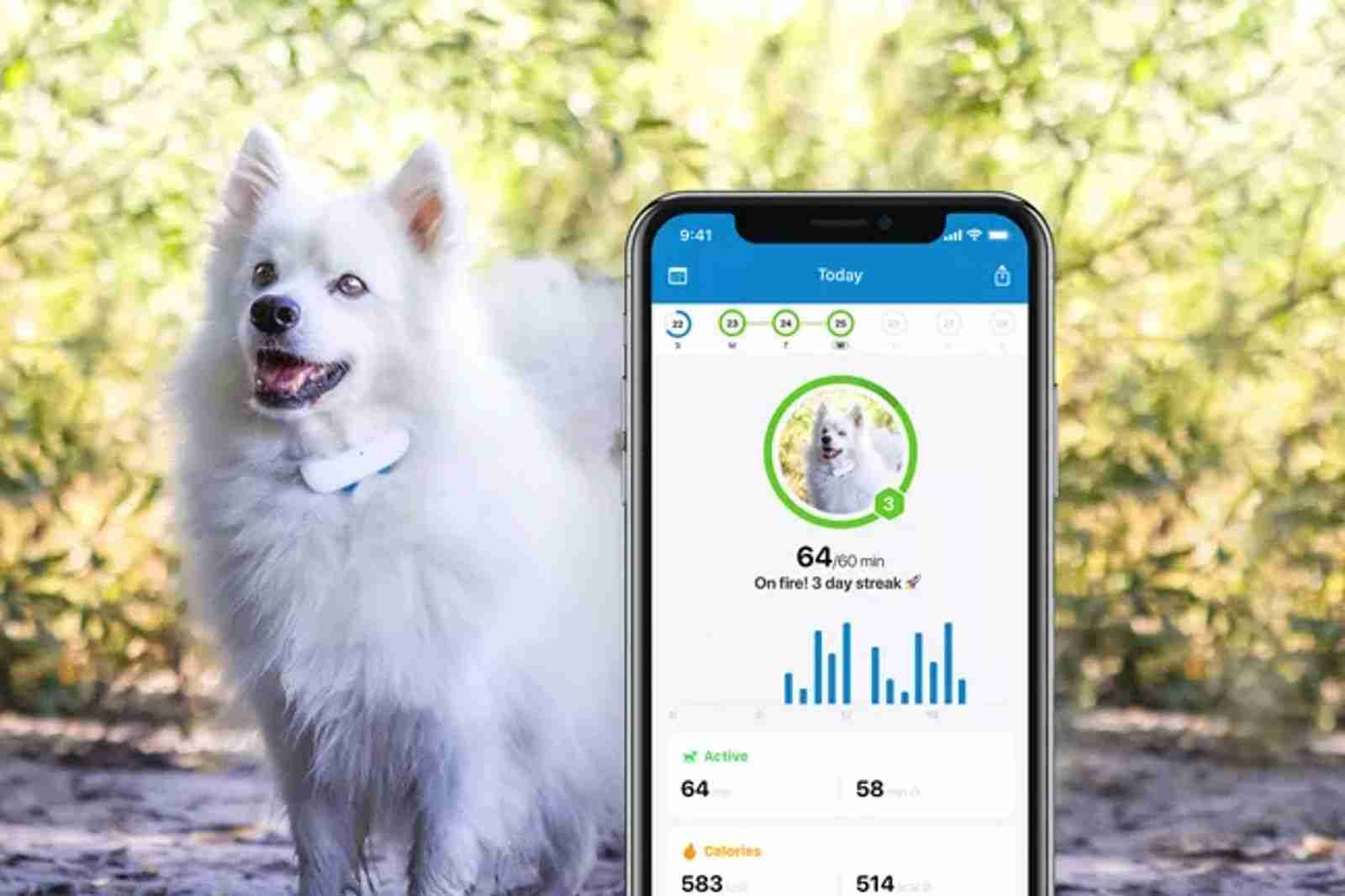 Best pet trackers 2023: Wearables and cameras to keep your animals safe