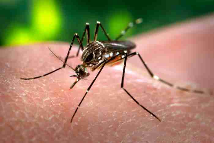 Climate Change Pushing an ‘Alarming’ Spread of Dengue, Chikungunya and Zika