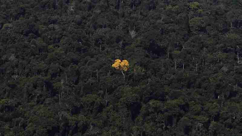 Mainstreaming biodiversity loss as ESG-related business issue gains steam