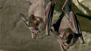 Climate Change, Disease Take Aim At Bats, Report Says