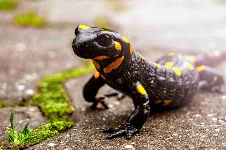 Salamanders can adapt better to climate change than previously thought