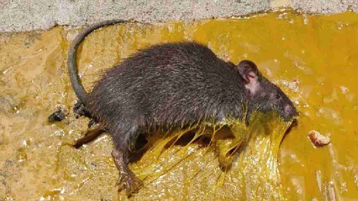 WeHo might be 1st CA city to ban glue traps