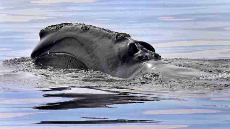 Scientists say climate change, rising water temperatures, responsible for right whale sightings