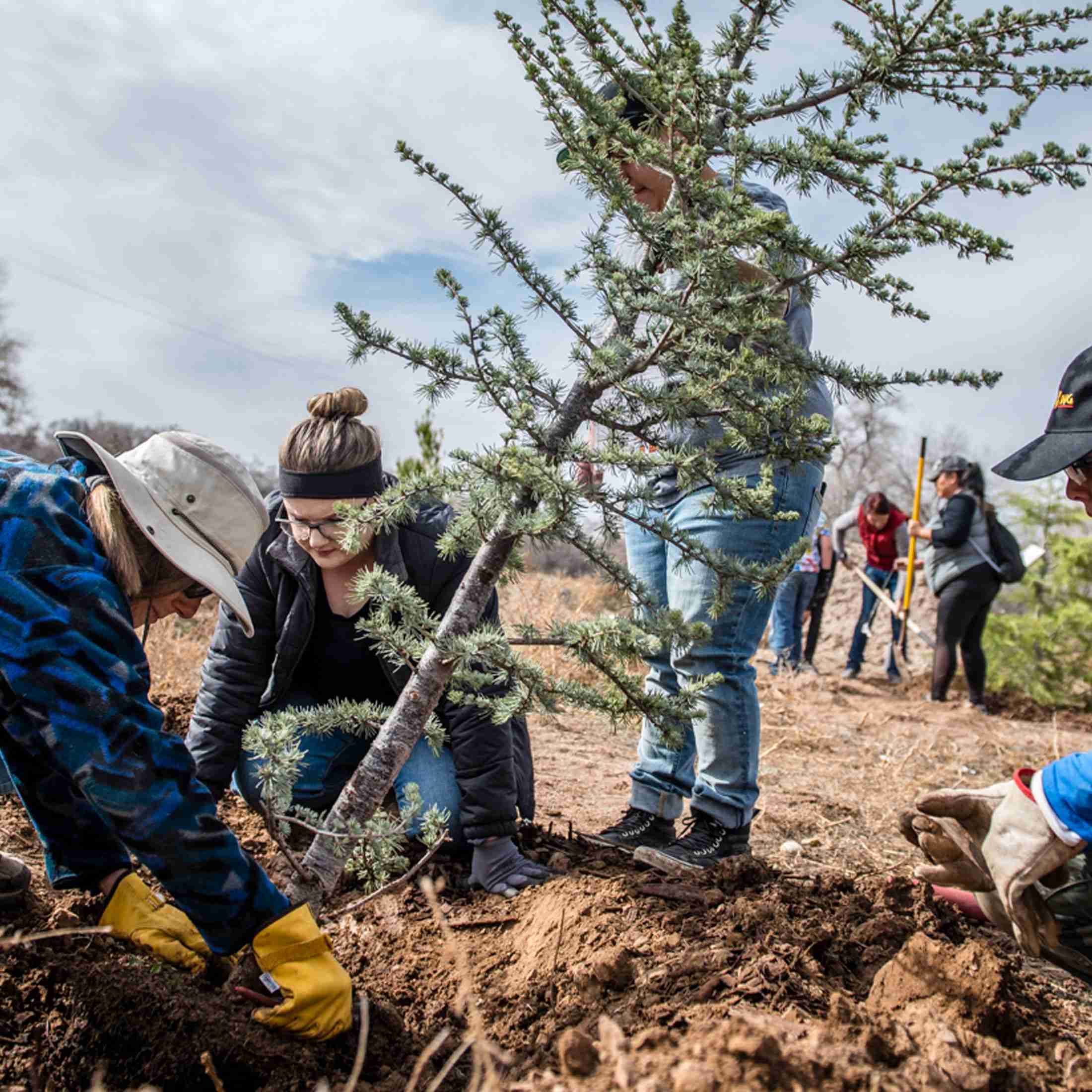 Plant These Trees to Help Battle Climate Change Across New Mexico