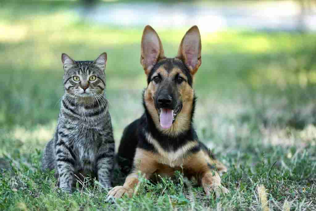 The Environmental Impact of Pets: Working Towards Sustainable Pet Ownership