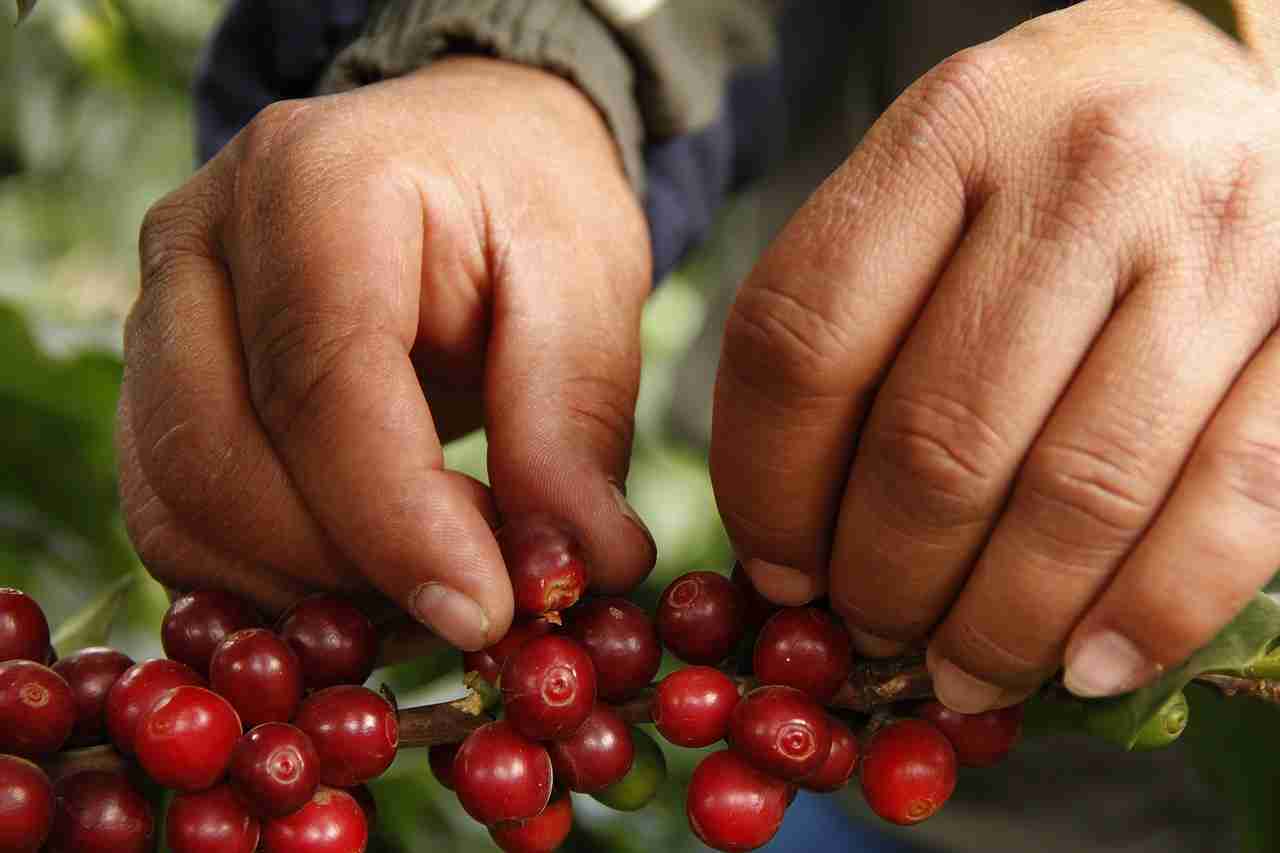 Climate Change Threatens Costa Rica Coffee Industry: How Farmers are Adapting