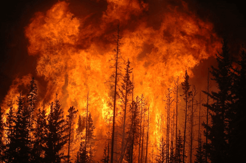 Viewpoint: ‘These forests will never recover’ — Climate change-associated fires stump reforestation efforts