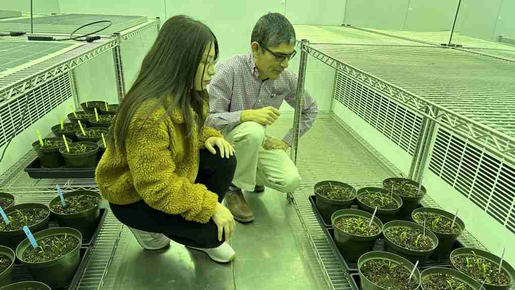 'More connected': Researchers looking at growing food under solar panels