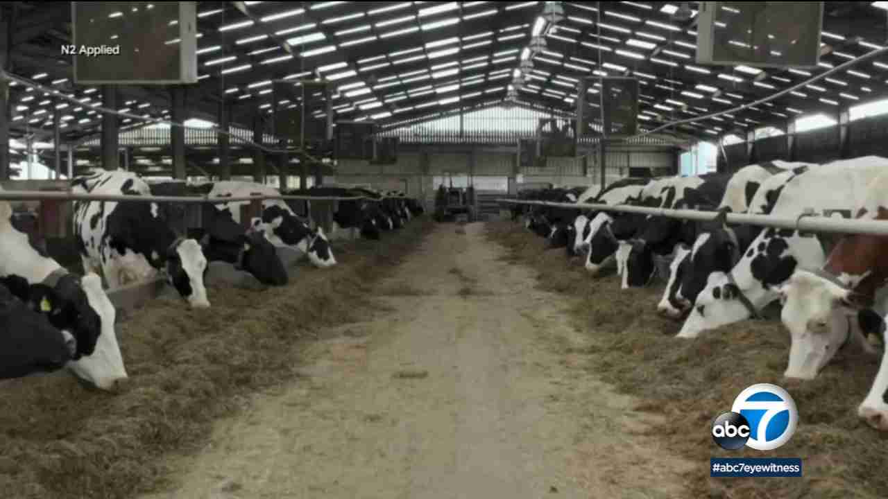 California man gets prison for nearly $9 million phony cow manure-to-green energy investment scheme 2 California man gets prison for nearly $9 million phony cow manure-to-green energy investment scheme