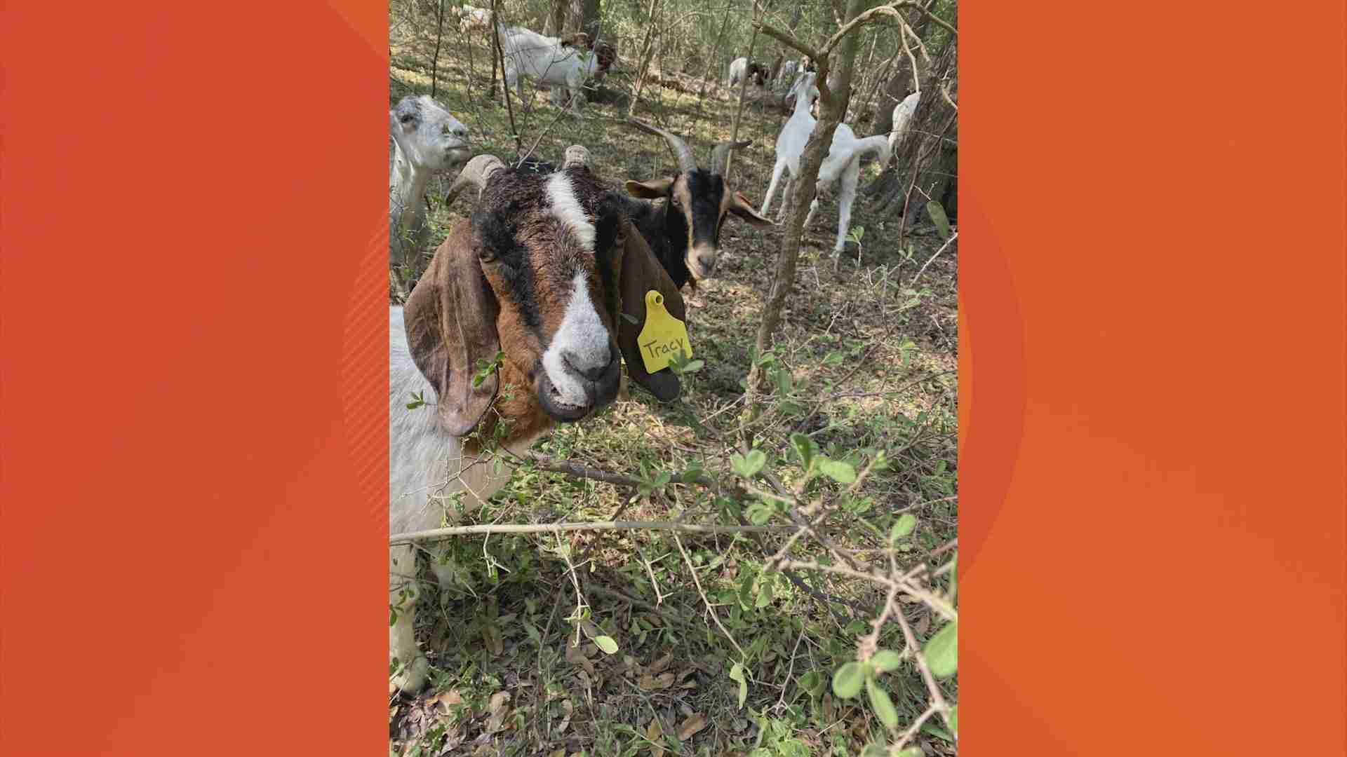Goats returning to Brackenridge Park to help clear vegetation... naturally!