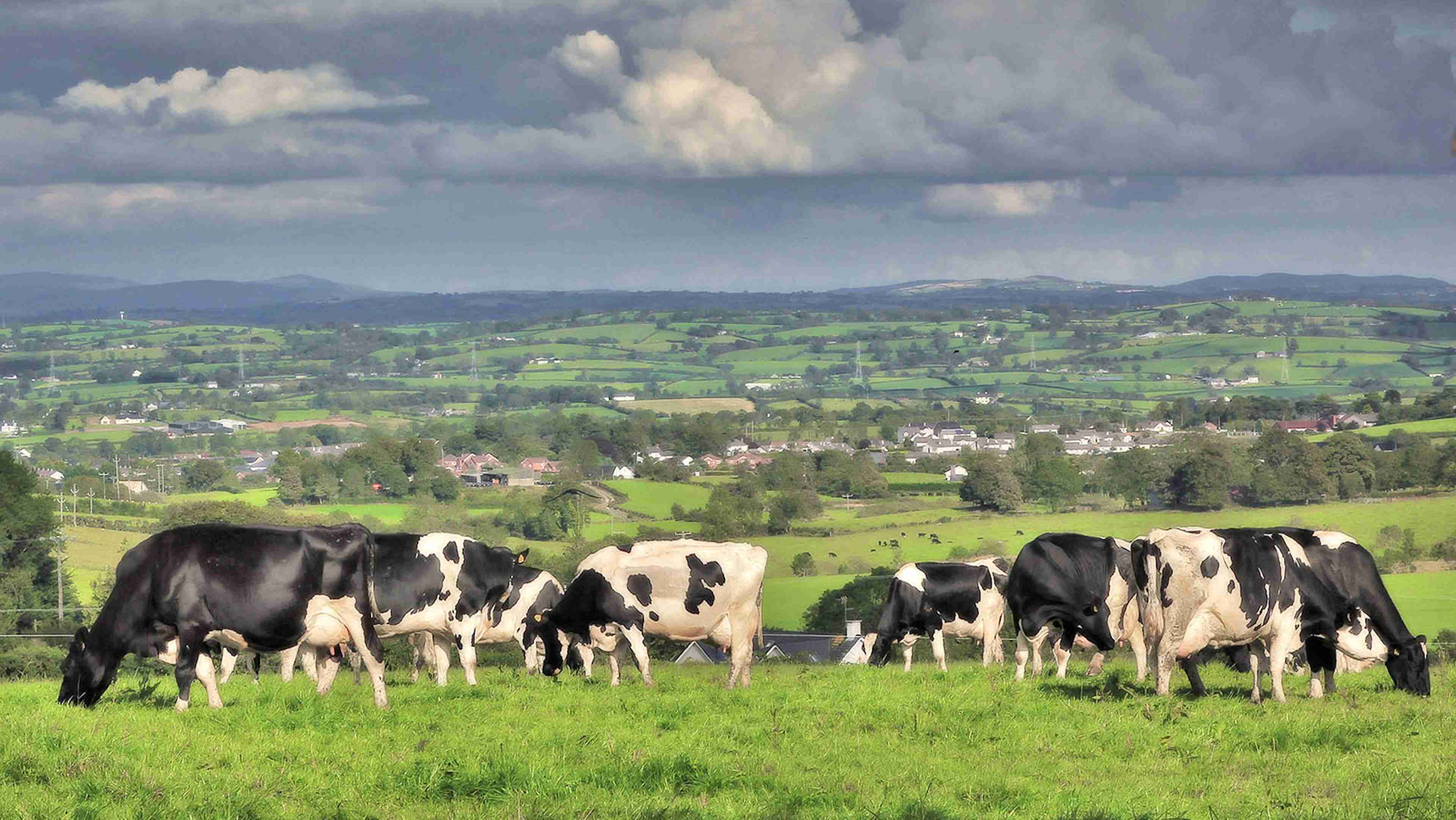 Ireland Looking To Kill 200,000 Cows To Fight Climate Change; Are US Herds Next?