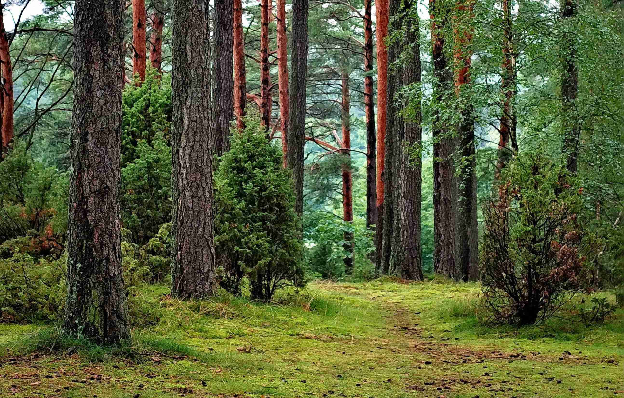 Climate change is changing the way trees grow. Here's how