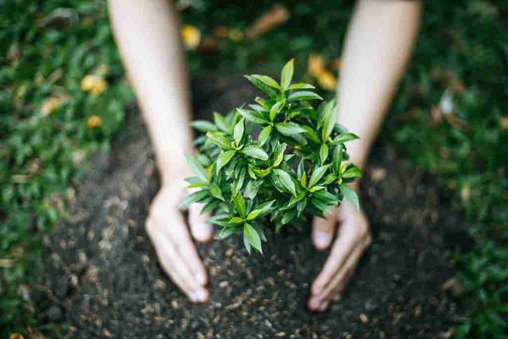 All You Need to Know About Sustainable Gardening