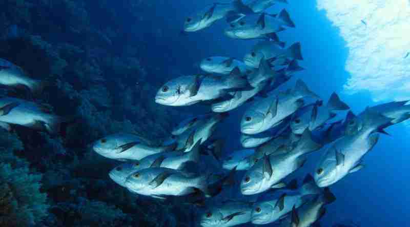 How warmer waters from climate change affect biochemistry and growth of fish