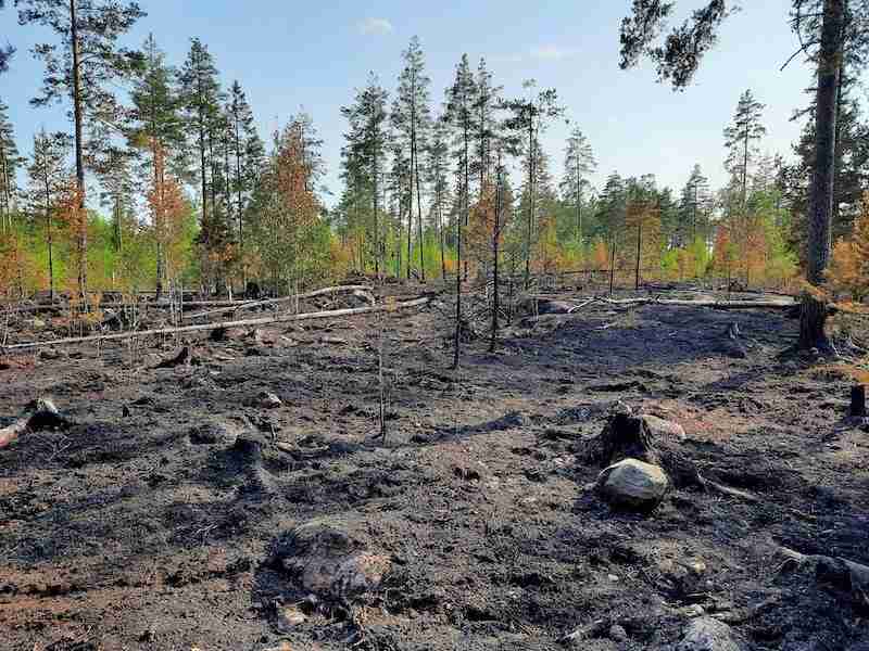 Climate change increases the risk of forest fires - "Damage to homes may increase"